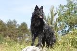 BERGER BELGE GROENENDAEL
